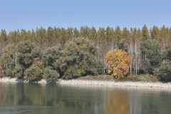 Donaulandschaft #1